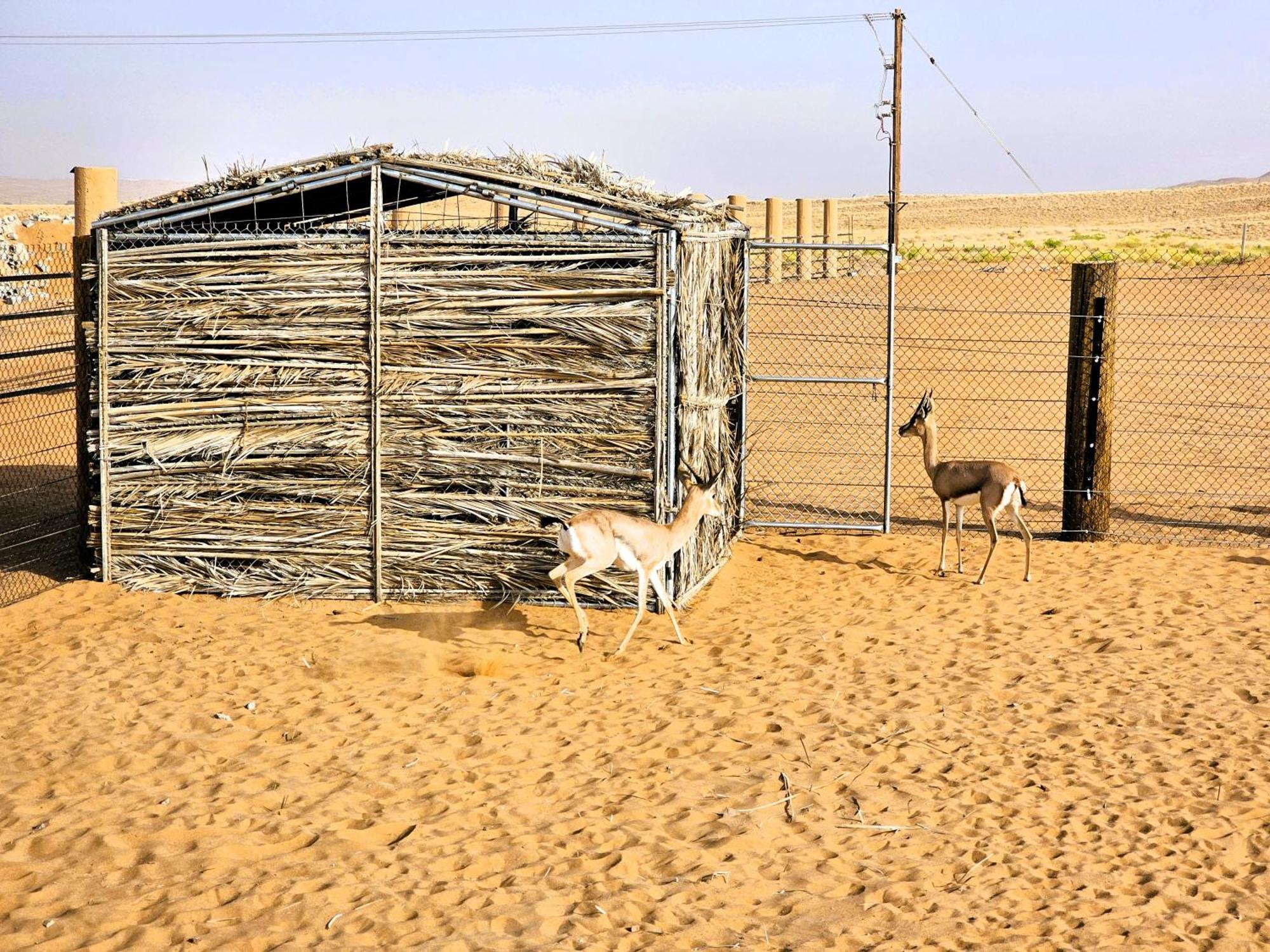 Al Salam Desert Camp Bidiya 호텔 외부 사진